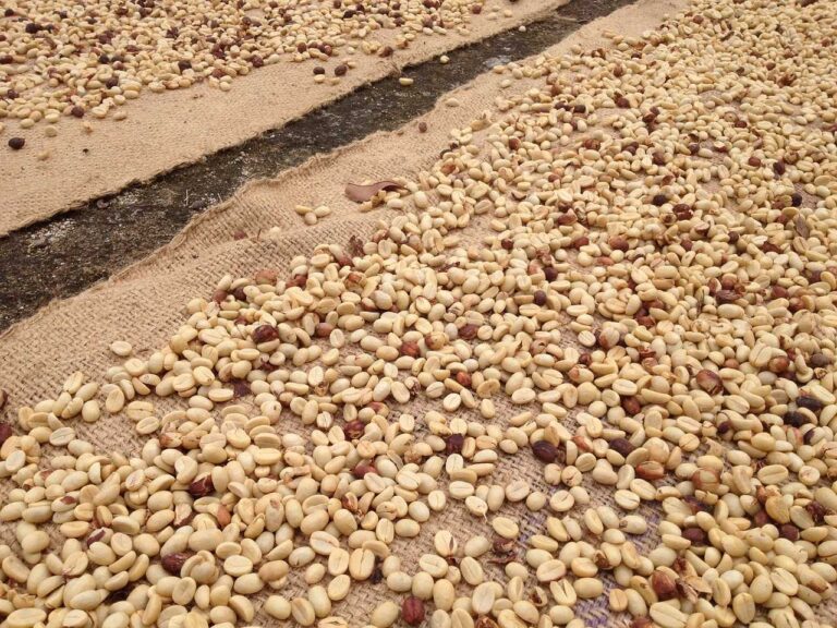 Read more about the article Procesy przetwarzania: kawa myta a naturalna. Jaka jest różnica między naturalnym procesem suszenia i procesem mycia kawy?