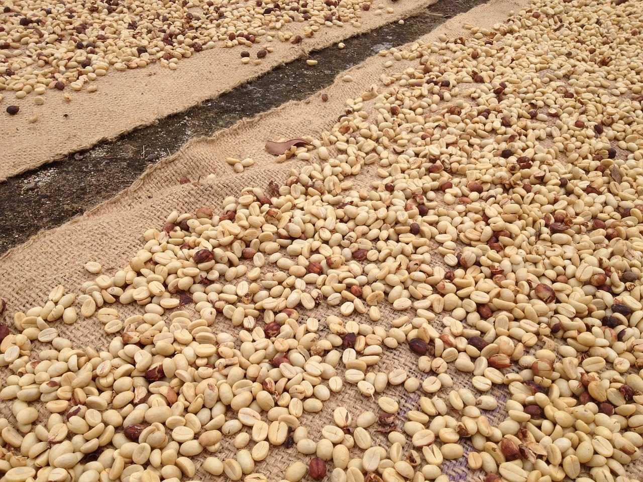 You are currently viewing Procesy przetwarzania: kawa myta a naturalna. Jaka jest różnica między naturalnym procesem suszenia i procesem mycia kawy?